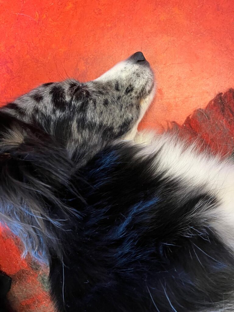 Hundephysiotherapie Berlin Franziska Reichert (5)