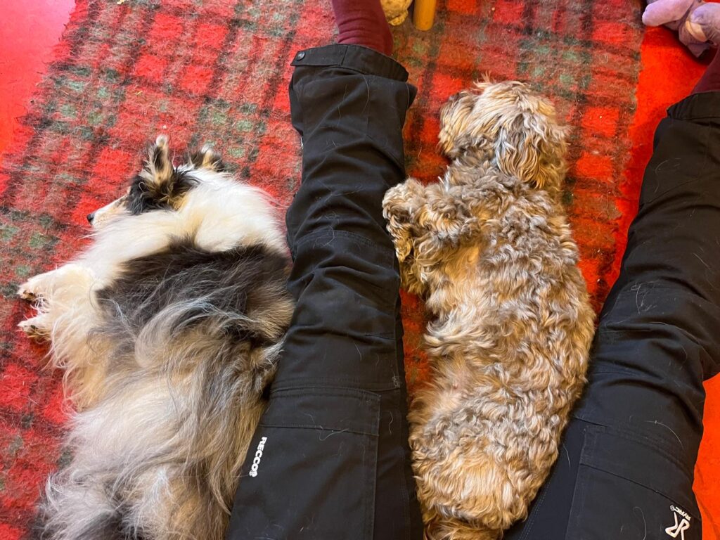 Hundephysiotherapie Berlin Franziska Reichert (6)